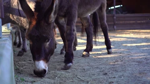 Donkey eating on ground low angle perspective Stock Footage 278843087