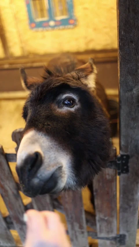 Donkey eating from hand Stock Footage 331023703