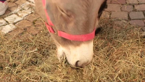 Donkey eating hay 動画素材 82293708
