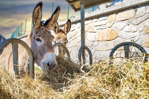 Donkey eating hay Stock Photos