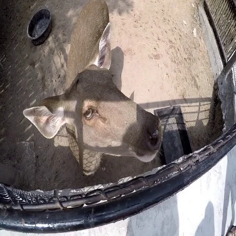 Donkey eats. Close-up. In zoo. Action camera Stock Footage 69515796