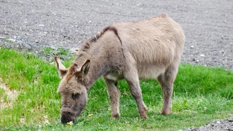 Donkey Eats a Dandelion Stock Footage 290481695