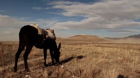 A donkey eats dry grass and thorns in the distance a mountain man walks in the Stock Footage 77877640