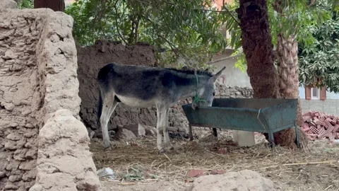 Donkey eats from a feeder in the village. Stock Footage 313929520