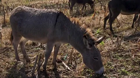 A donkey eats food while other donkey make noises Vídeos de archivo 294842354