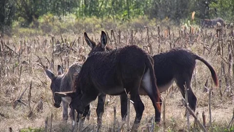 A donkey eats food in the wild Vídeos de archivo 294837840