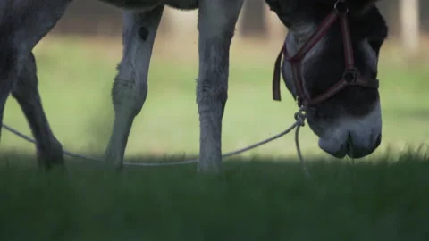 Donkey eats grass 1 Stock Footage 230666769