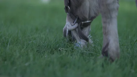 Donkey eats grass 2 動画素材 230666793