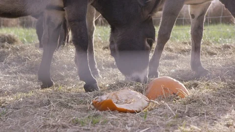 Donkey eats grass as camera slowly moves past fence in foreground Stock Footage 93486046