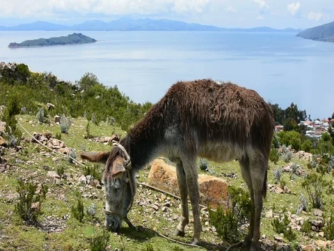A donkey eats grass on the Island of the Sun in Bolivia Video stock 80083795