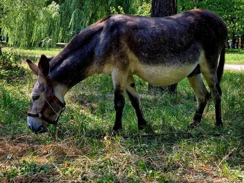 A donkey eats grass on a lawn in a recreation park Stock Photos