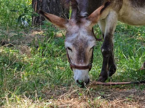 A donkey eats grass on a lawn in a recreation park Stock Photos