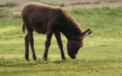 A donkey eats grass in the meadow Stock Photos