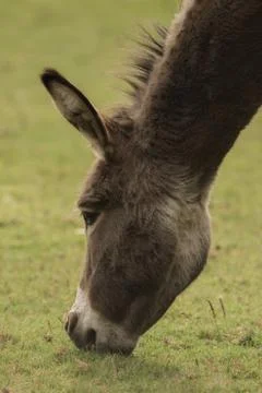 A donkey eats grass in the meadow Foto stock