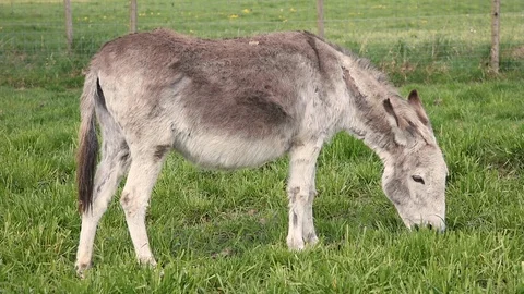 Donkey eats grass in the pasture Vidéo 106604596