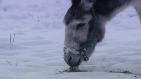 Donkey eats grass in the snow Stock Footage 288959686
