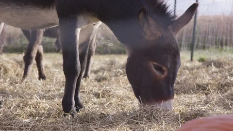 Donkey eats grass at sunset Stock-Footage 93559611