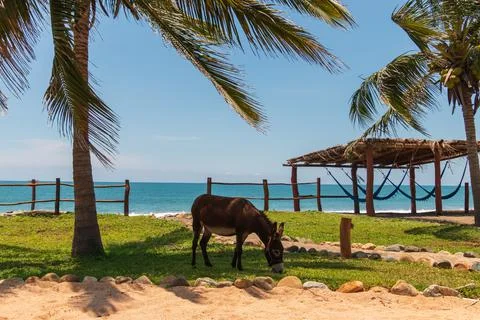 A donkey eats grass on a tropical beach in Mexico among palm trees Stock Photos
