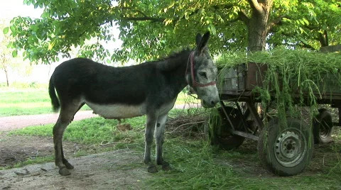 Donkey eats green grass Stock Footage