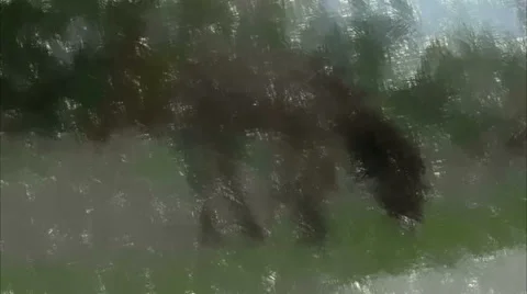 Donkey Eats Green Grass, Live Painting. Video stock 57323250