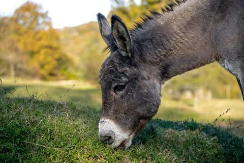 A donkey eats green grass in a meadow Stock Photos