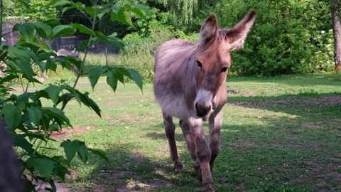 The donkey eats green grass in the summer on a farm plot. Stock Footage 244916346