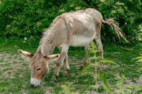 The donkey eats green grass in the summer on a farm plot. Full length photo 스톡 사진