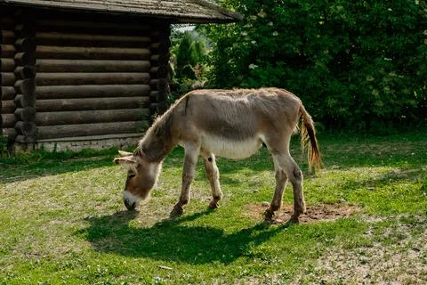 The donkey eats green grass in the summer on a farm plot. Full length photo Fotos de archivo