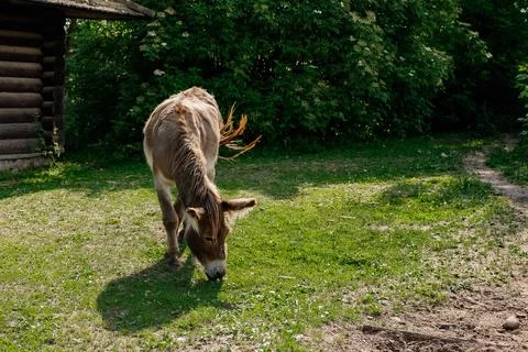 The donkey eats green grass in the summer on a farm plot. Full length photo 写真素材