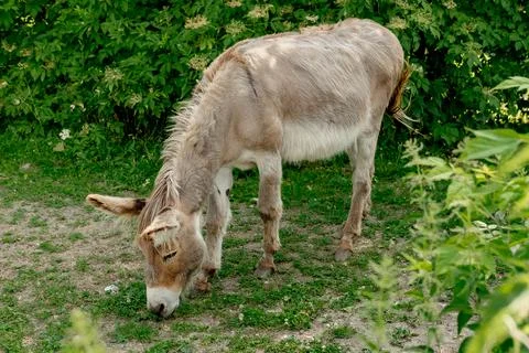 The donkey eats green grass in the summer on a farm plot. Full length photo Foto stock