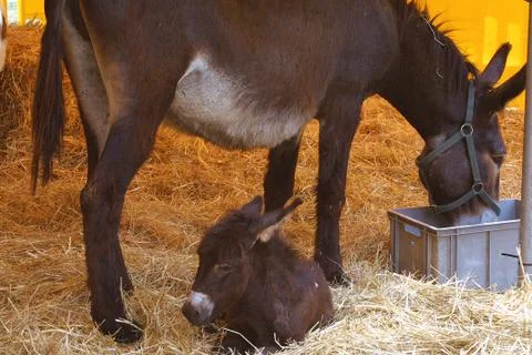 Donkey eats with ground puppy on straw in the barn Фото