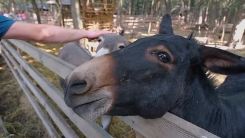 Donkey eats from hands. Beautiful donkey eats from hands close-up. Beautiful Video stock 283815501