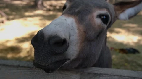 Donkey eats from hands. Beautiful donkey eats from hands close-up. Beautiful Stock Footage 283815539
