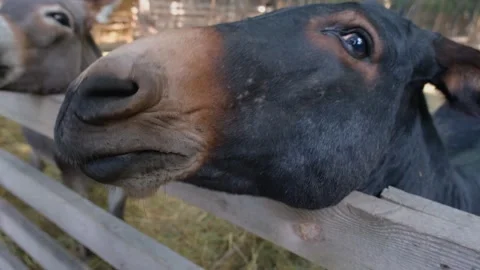 Donkey eats from hands. Beautiful donkey eats from hands close-up. Beautiful Stock Footage 307937693