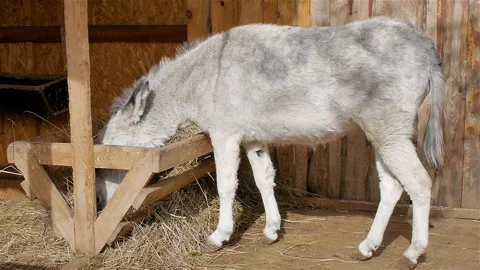 Donkey eats hay from the feeder in stall Stock Footage