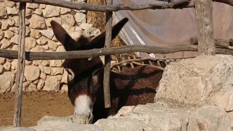 Donkey eats hay from the feeder in stall Stock Footage 156950881