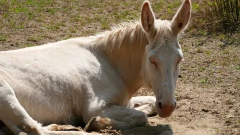 Donkey (Equus africanus asinus) Video stock 221360882