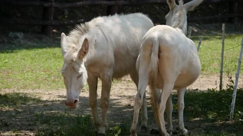 Donkey (Equus africanus asinus) Stock Footage 221360908