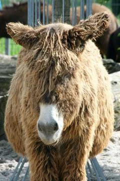 Donkey  (Equus asinus asinus) Stock Photos