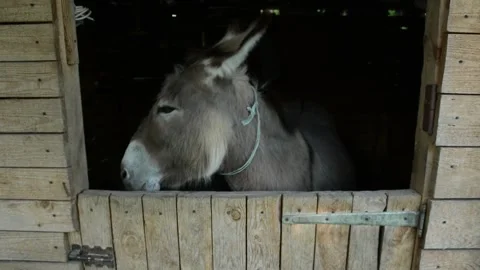 Donkey extending its head through an opening in a solid wooden stall Vidéo 341160462