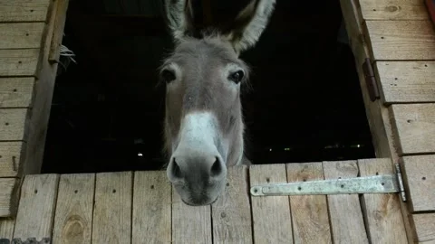Donkey extending its head through an opening in a solid wooden stall Stock Footage 341160464