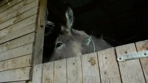 Donkey extending its head through an opening in a solid wooden stall 스톡 동영상 341160470