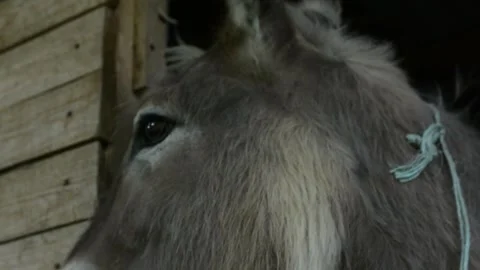 Donkey extending its head through an opening in a solid wooden stall Stock Footage 341160471