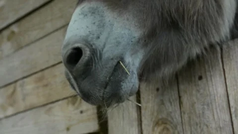 Donkey extending its head through an opening in a solid wooden stall Video stock 341160472