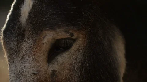 Donkey eye - close up 動画素材 119614809
