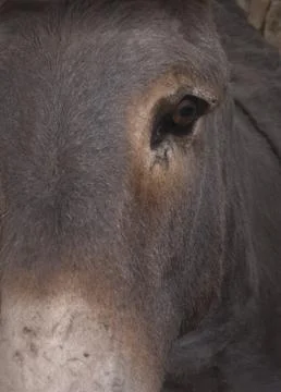 Donkey eye. closeup Stock Photos