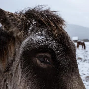 Donkey eye Stock Photos