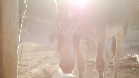 Donkey face in backlight 動画素材 119614787