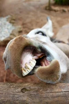 Donkey face into camera funny Stock Photos