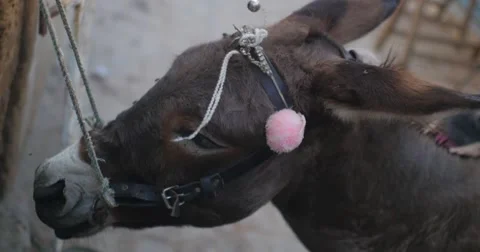 Donkey face Stock Footage 58659670